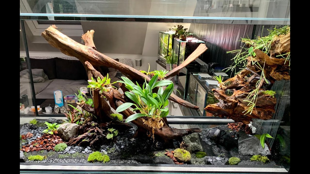 Grundaufbau und Gestaltung eines Tropen Terrariums als Paludarium