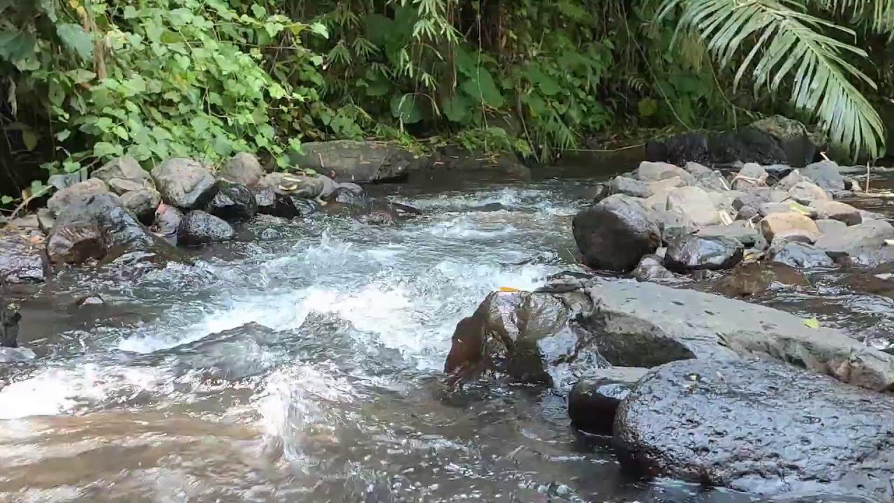 Relaxing River Sound for Study & Focus -  Forest Stream Ambience
