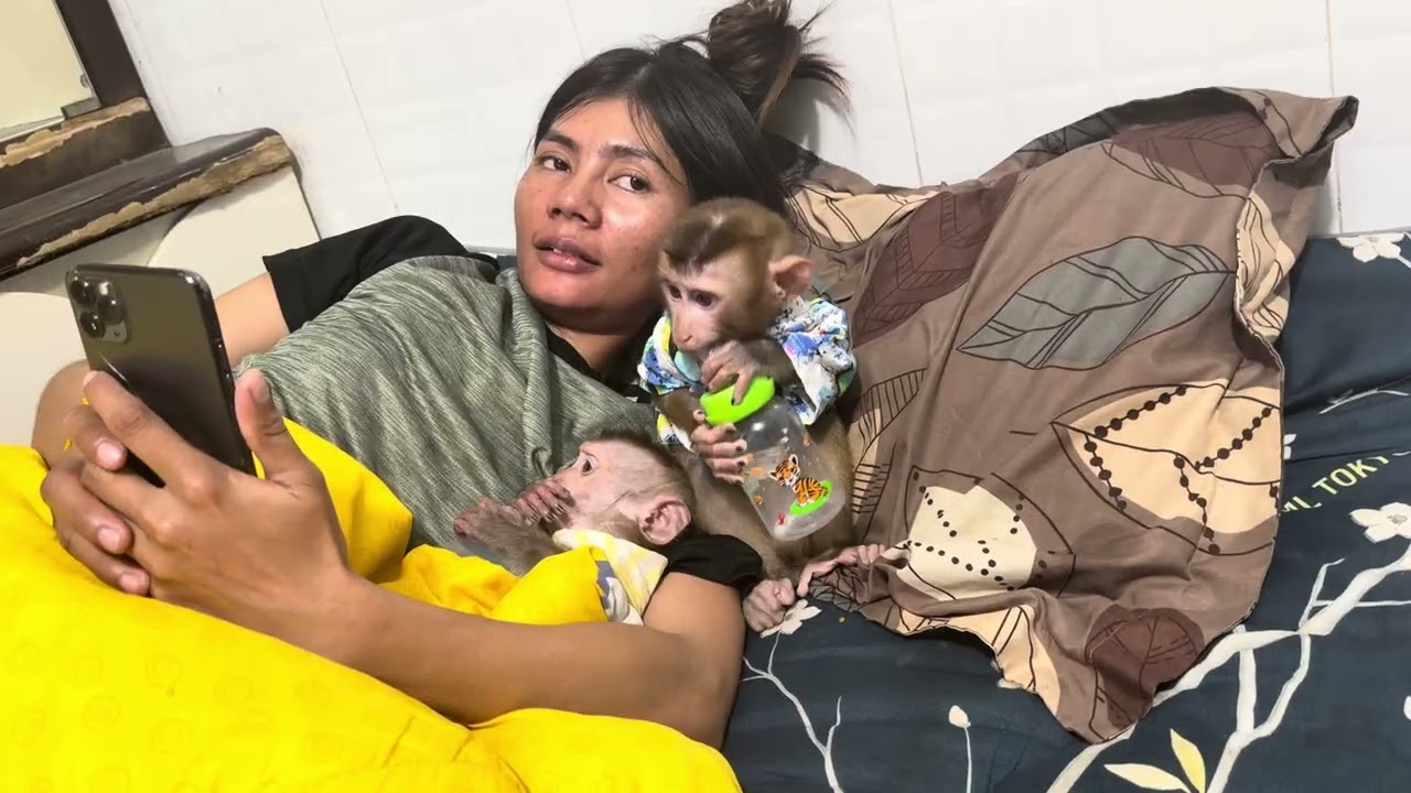 Baby monkey Boyboy