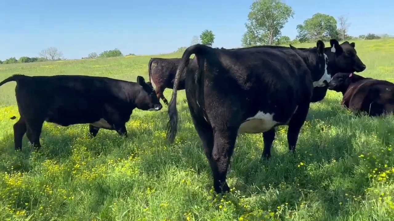 Show Me Prime Angus Ranch LLC Spring SMS Sale Heifer Video 5-6-2025