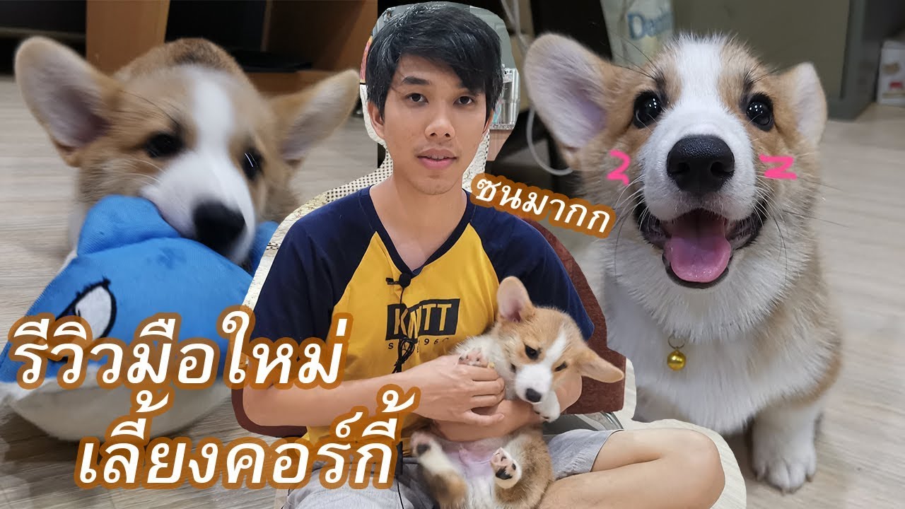 รีวิวประสบการณ์เลี้ยงหมาคอร์กี้ 1 อาทิตย์แรก สายพันธุ์ Pembroke Welsh Corgi