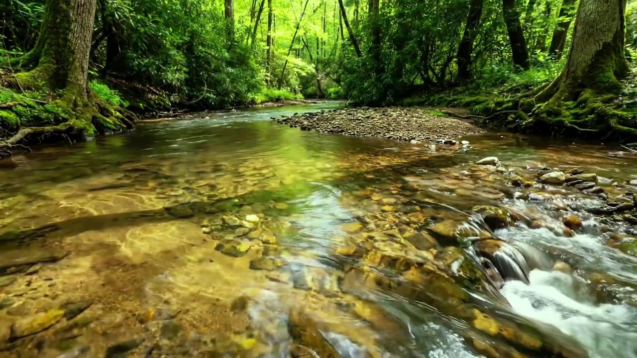 Gentle Flowing Stream with Forest Birds Singing, Relaxing Nature Sounds for Sleep, Calm, and Focus
