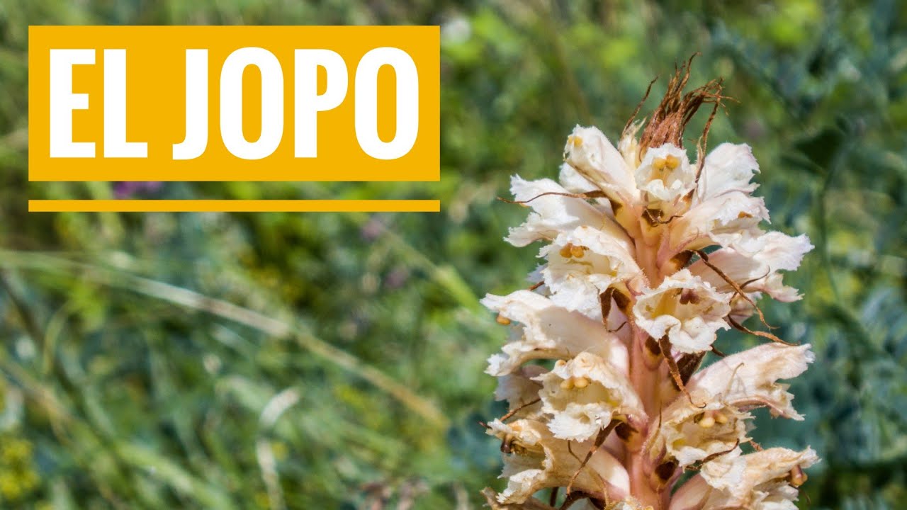 El Jopo. Las plantas QUE NO QUIEREN ser plantas 3 (Plantas Parásitas)
