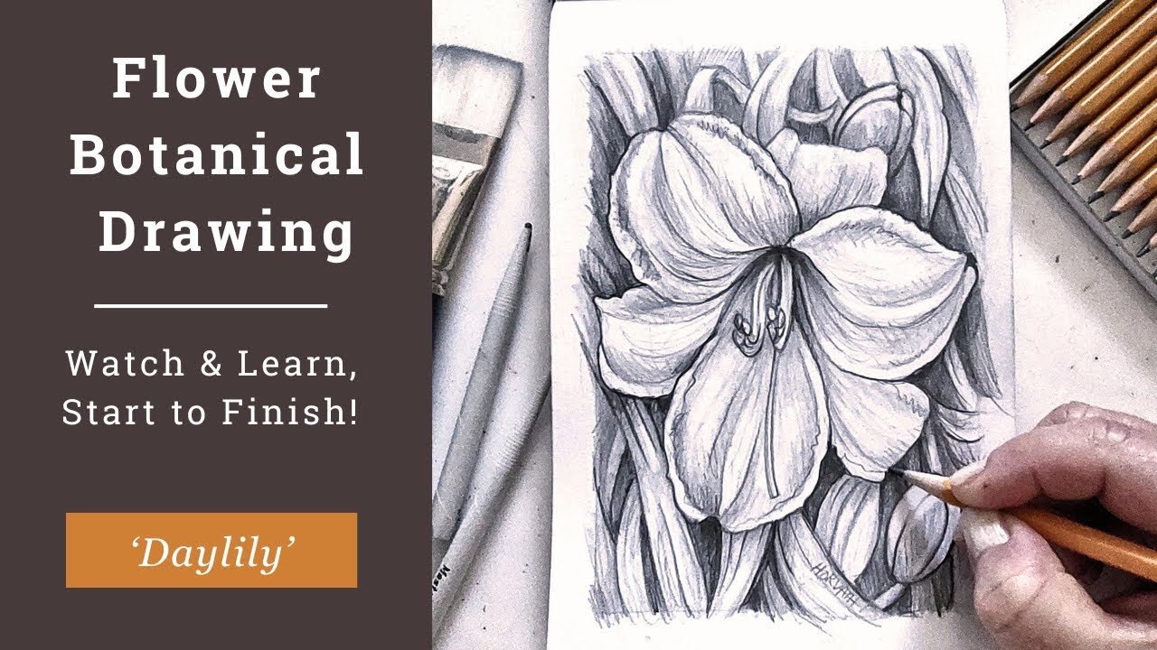 See this Flower Come to Life in a Pencil Drawing, Step by Step!
