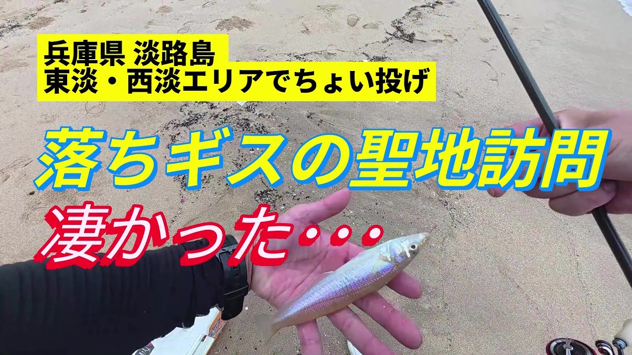 【兵庫県 淡路島】落ちギスの聖地に行った結果が想像以上でした#淡路島#シロギス#ちょい投げ#投げ釣り#落ちギス