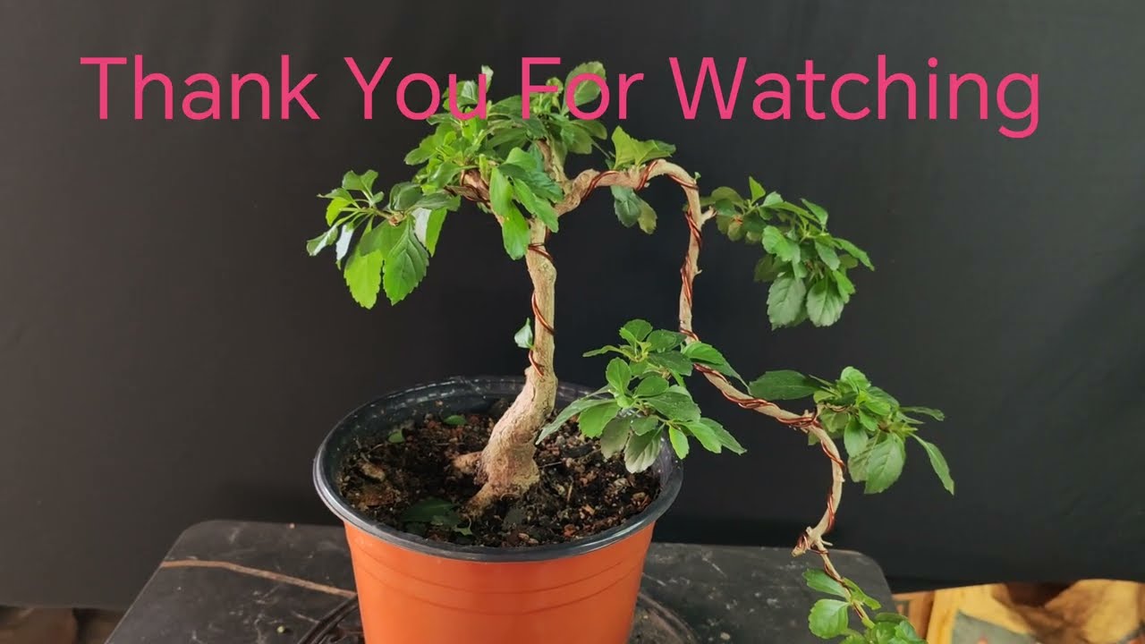 Bonsai From Hedge | Pruning 