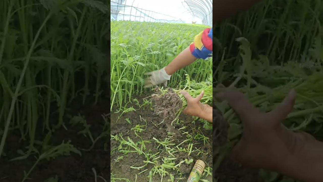 Beautiful  Vegetable Harvest #satisfying #short