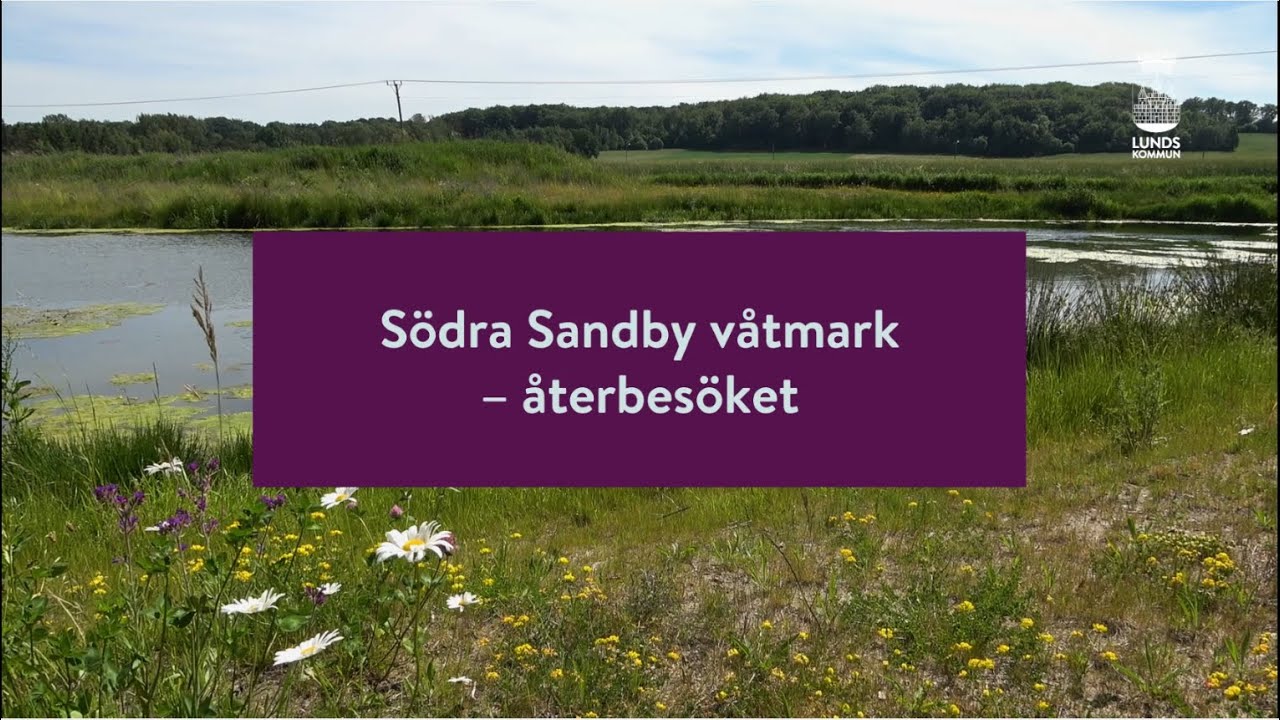 Södra Sandby våtmark – återbesöket