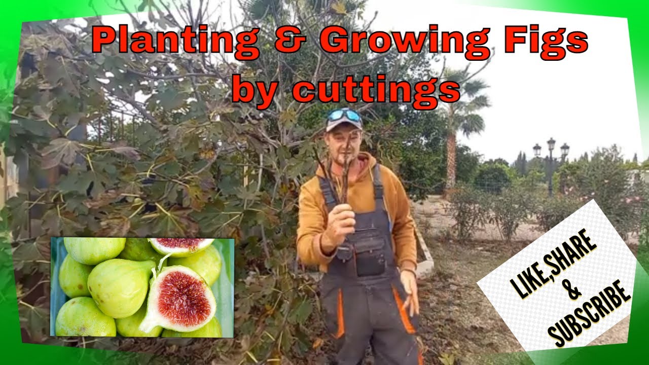 How to grow Fig Trees from Cuttings | Spanish Homestead