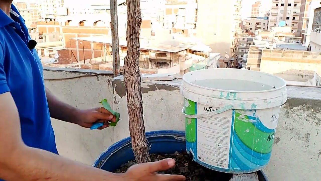 سطحك جنة عنب: كيف تحصل على إنتاج غزير من العنب في برميل؟