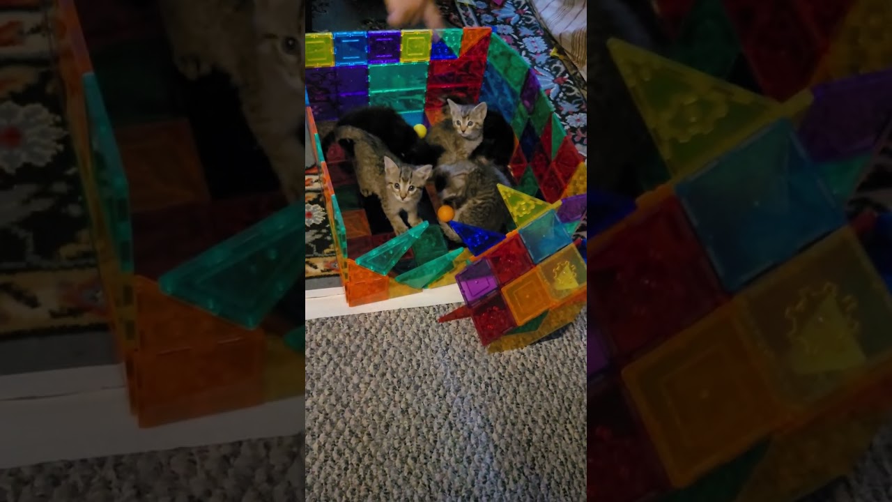 Liam and olies kitty house
