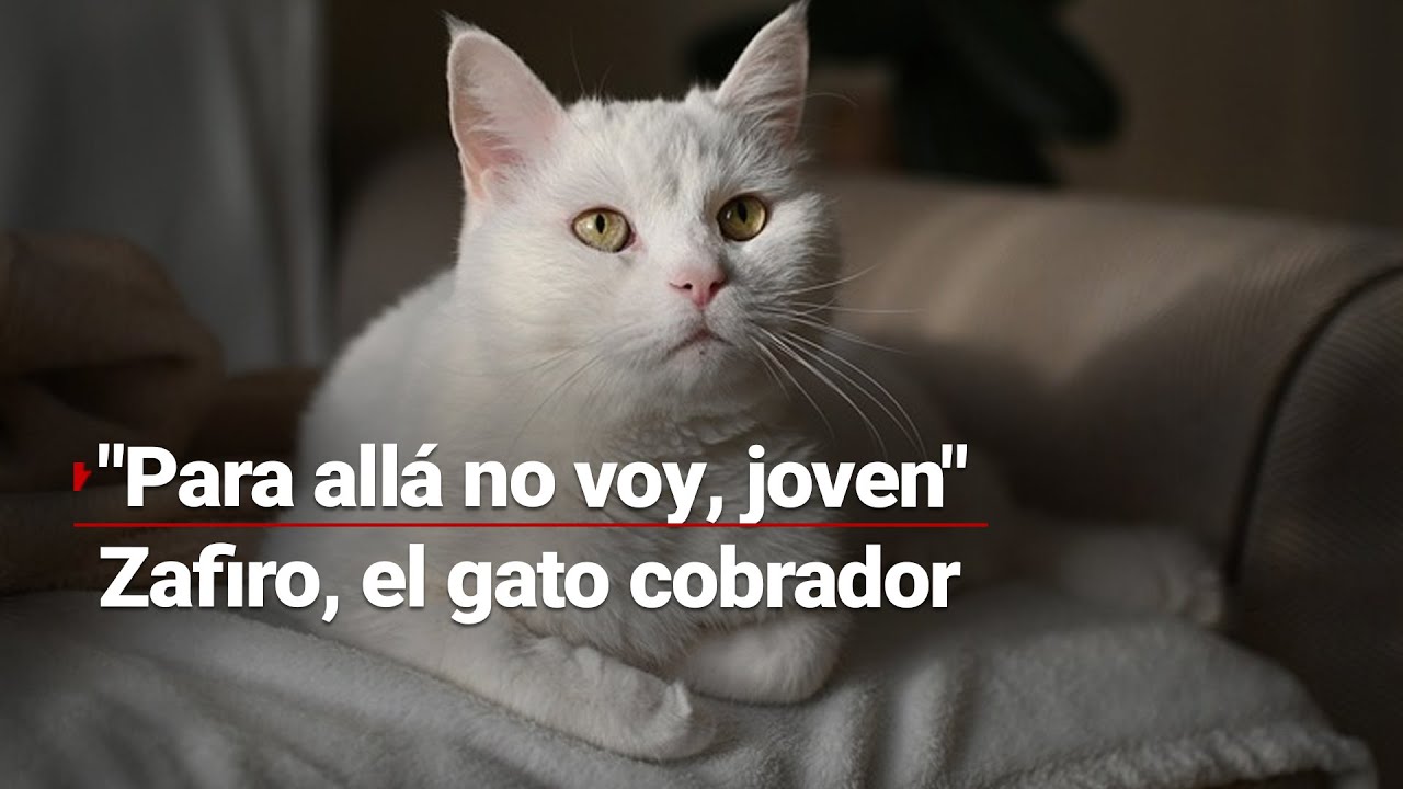 ¡El gato cobrador! Zafiro es un cat-charpo profesional en el transporte público de Puebla
