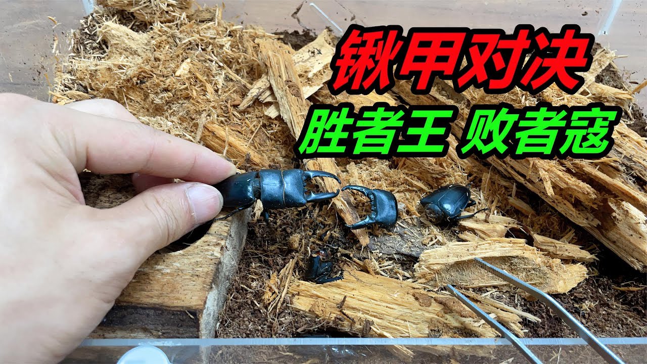 鍬甲竟然可以用它的大鉗子，擊穿同類堅硬的鎧甲，非常厲害