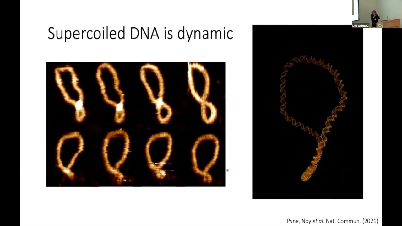 NGBS2022 Talk 6: Atomic force microscopy uncovers invisible complexities of the genome - Alice Pyne