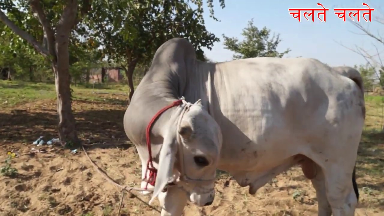 थार रेगिस्तान की गाय | Tharparkar Breeding Farm | थारपारकर ब्रीडिंग फार्म मोकलावास