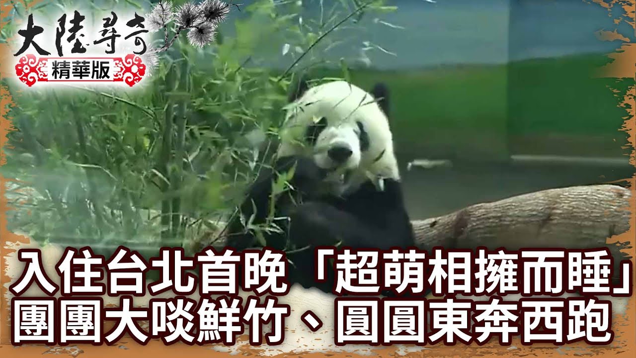 【團團離世回顧】入住台北首晚相擁而睡 超萌錄像！團團大啖鮮竹、圓圓東奔西跑【