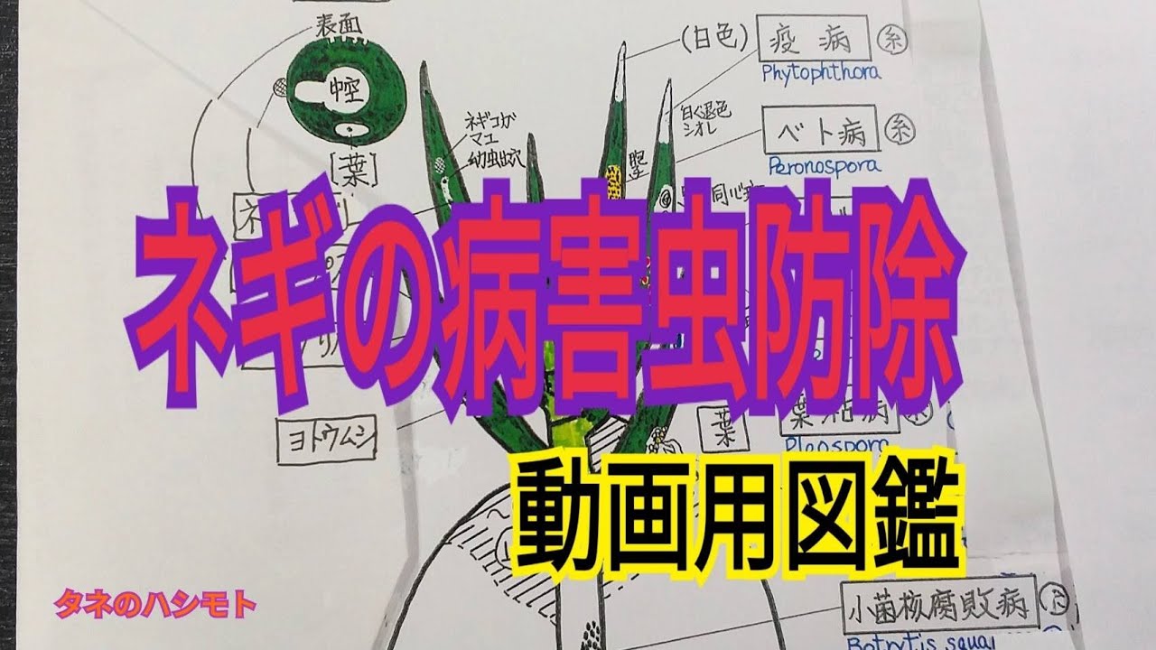 【ネギの病害虫図鑑】便利な解説付き♬　タネのハシモト