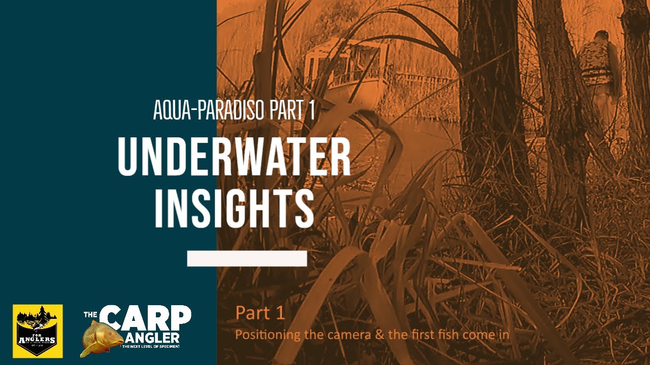 Underwater Insights 1 - AquaParadiso