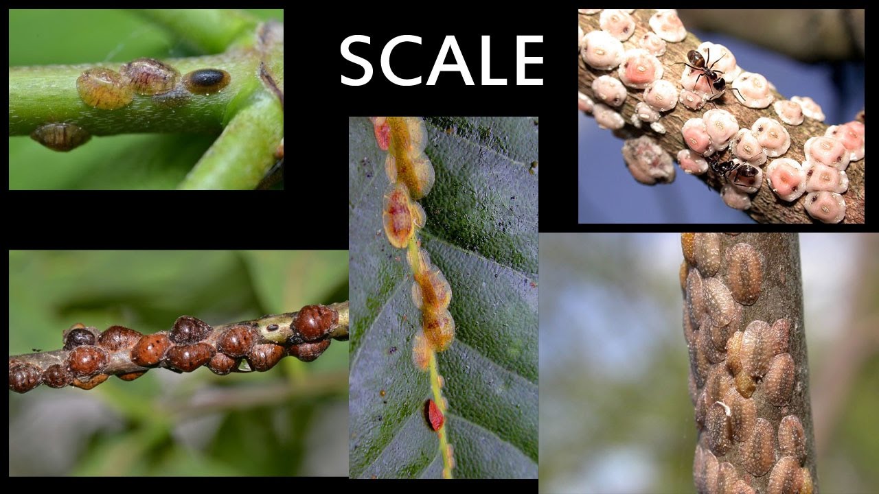 How to remove Scale from Cactus Plants