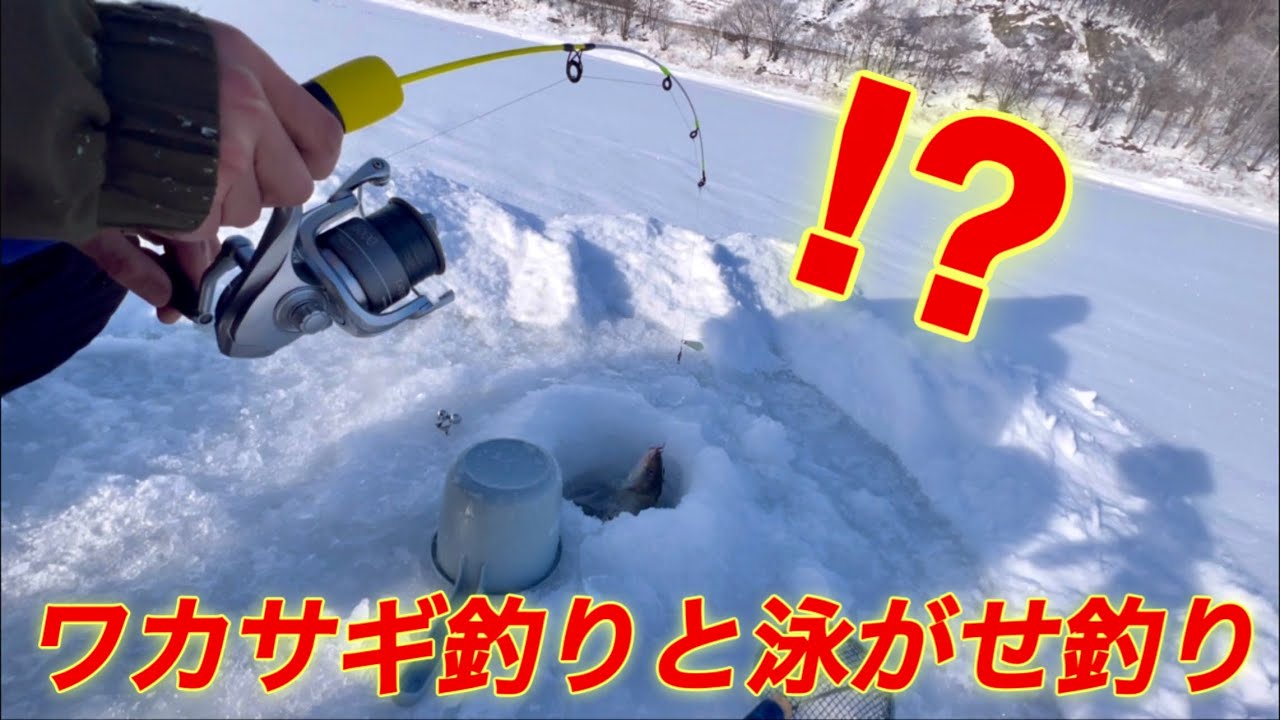【ワカサギ釣り】泳がせ釣りの鈴が鳴り響く時！！