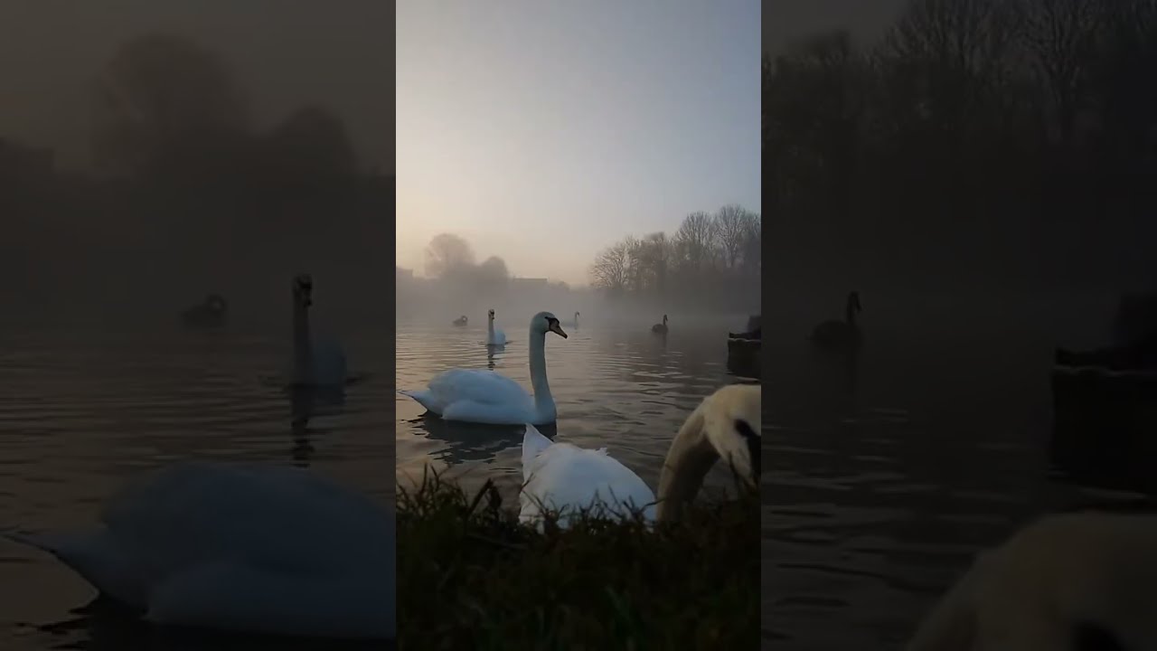 The swans of st neots live stream (no commentary) 05.03.26