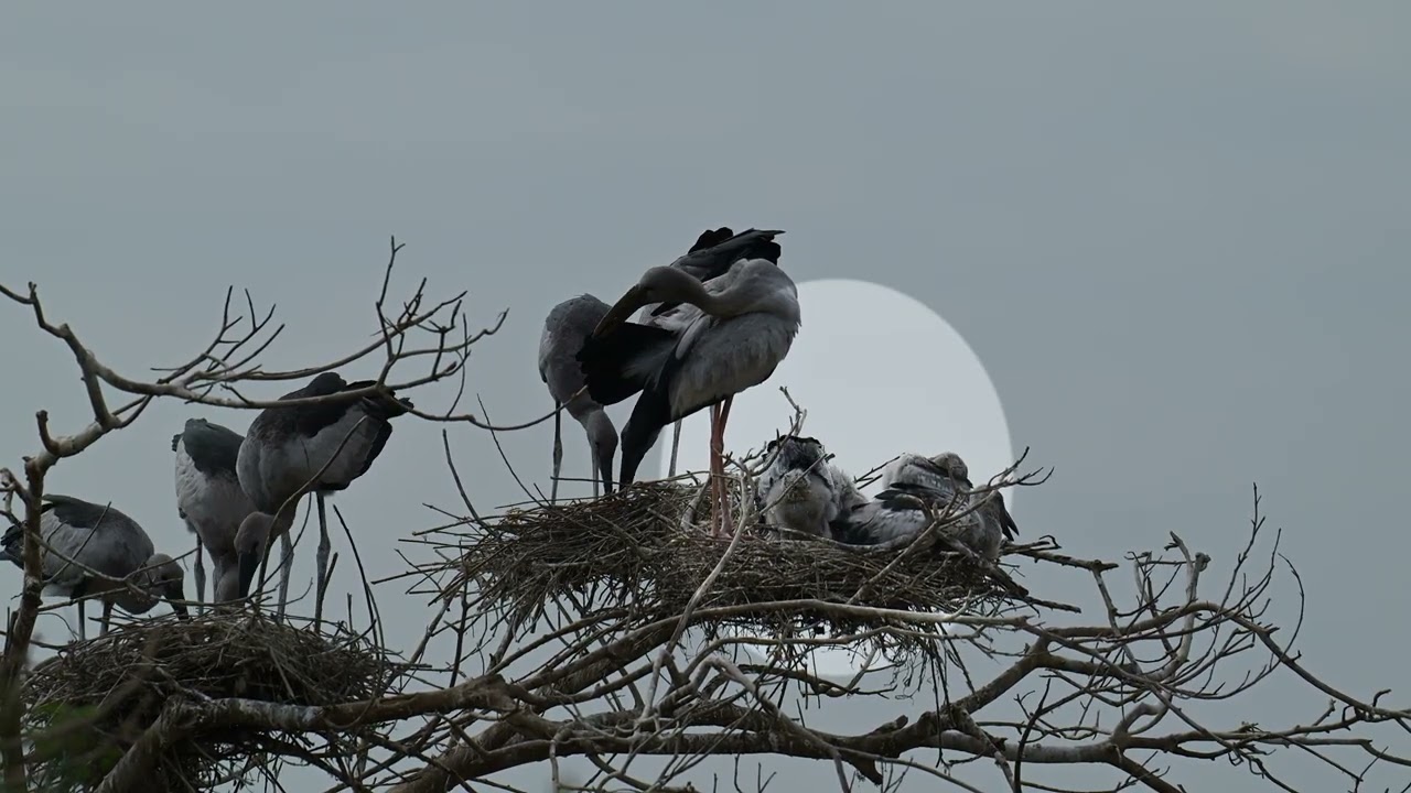 Bird Finding Shelter in Flooded Lands 0036