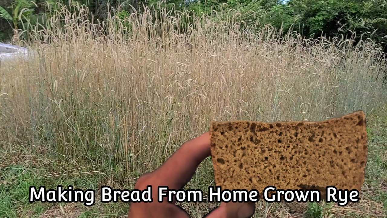 Making Bread From Home Grown Rye