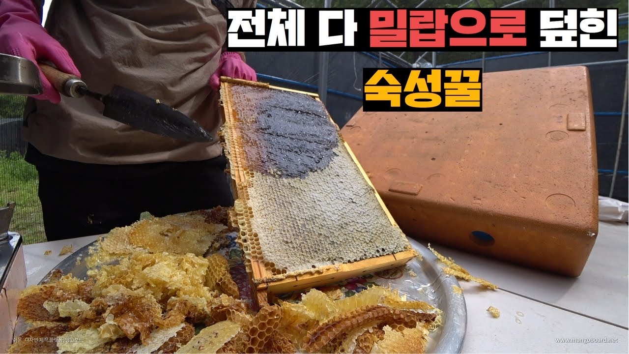 꿀풍년에 전체 밀랍으로 덮혀버린 1년에 한번 뜨는 숙성꿀