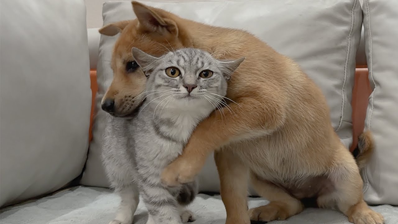 Котенок без мамы находит утешение в брошенном щенке — так трогательно!