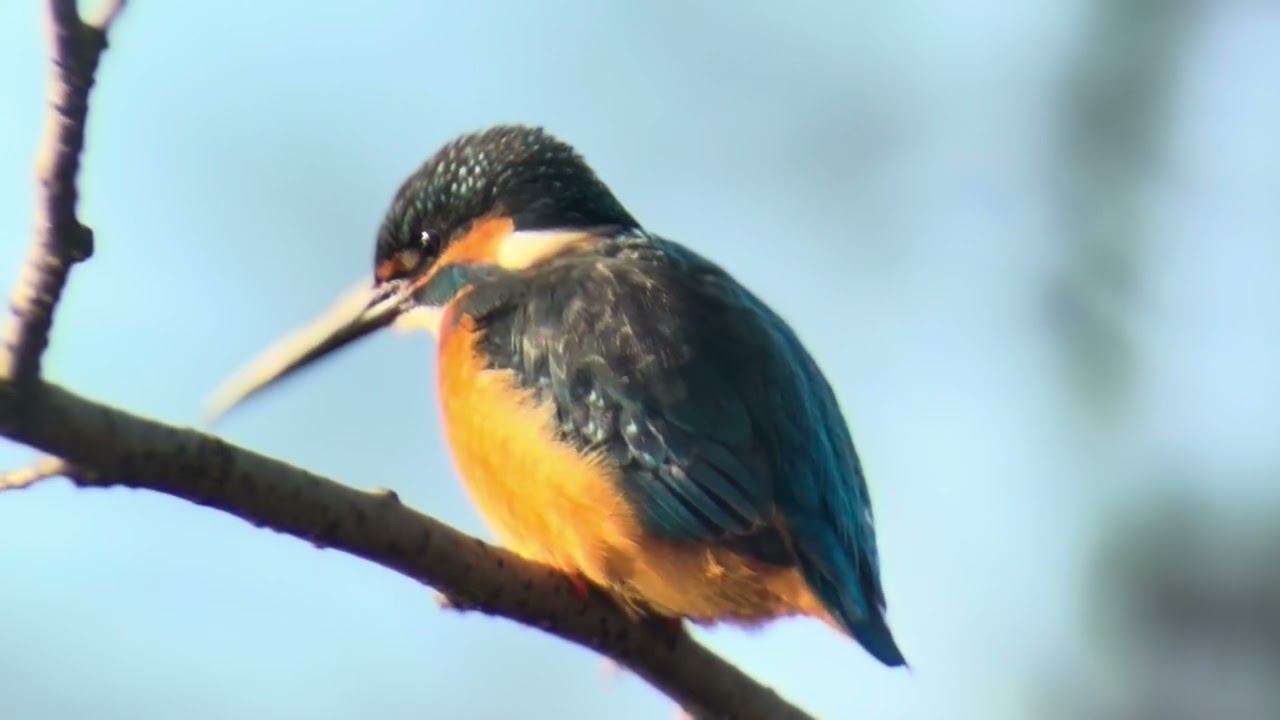 善福寺公園　カワセミ