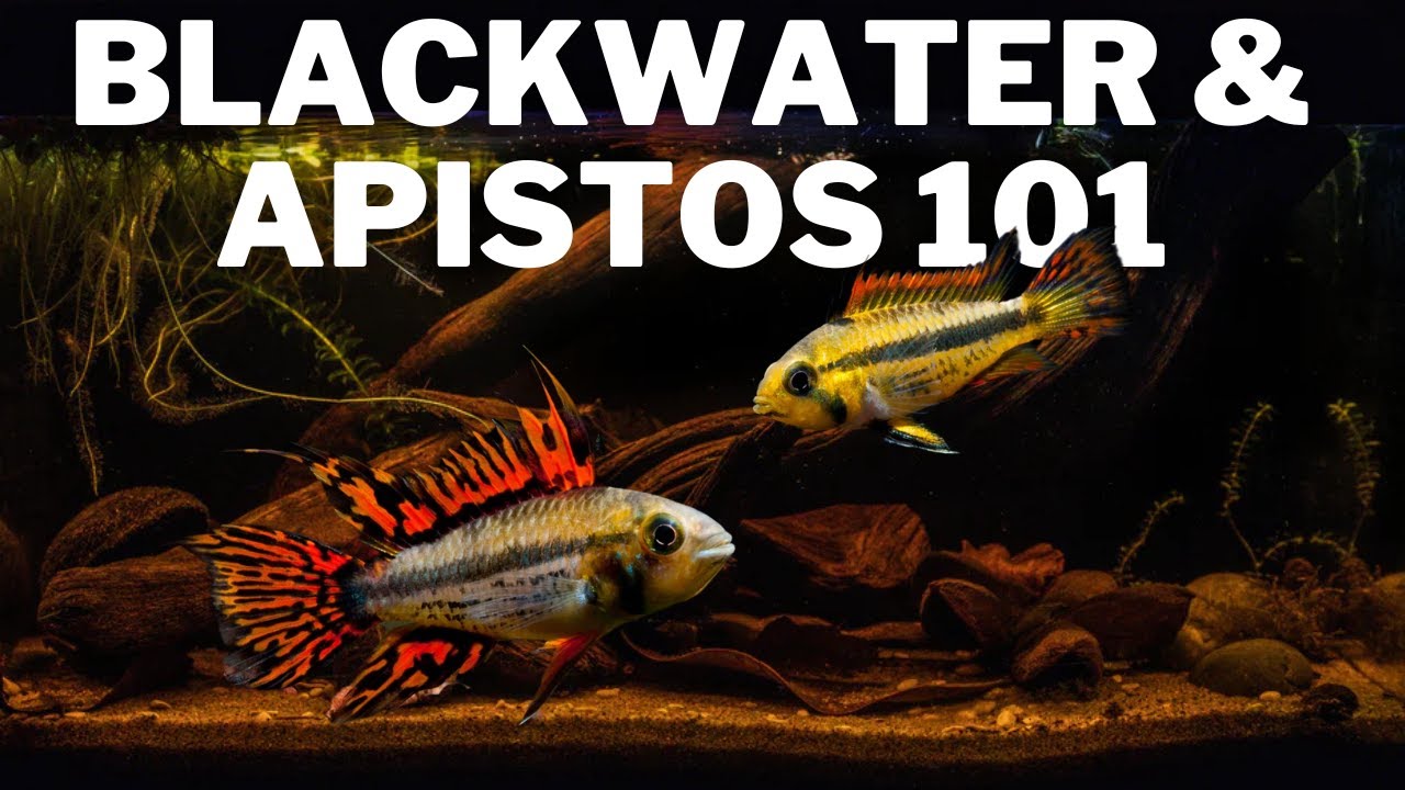 Apistogrammas, Live Foods and Botanicals 101 with Mats Lintenbrink from Blackwater Aquariums