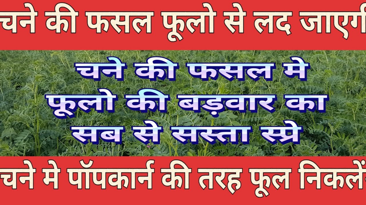 चने मे फूलो की बड़वार का सबसे सस्ता और अच्छे रिजल्ट वाला स्प्रे!!चने मे फूल नहीं आ रहे क्या करे!!