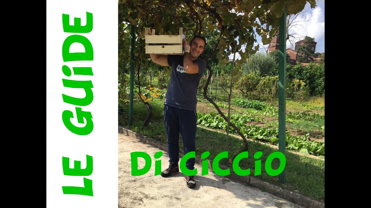 Vino rosso fai da te fatto in casa artigianale - Episodio 1