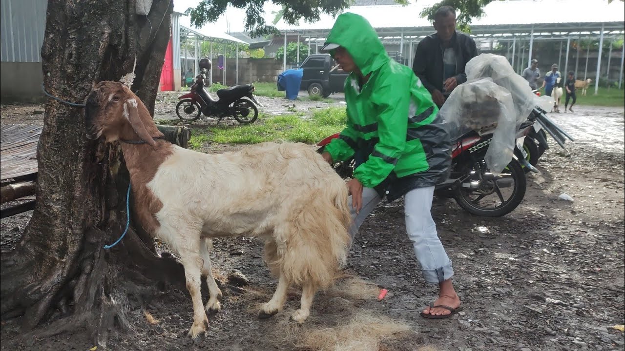 Suasana terkini pasar kambing Sumberjo Rembang hari ini, kamis 15 januari 2026