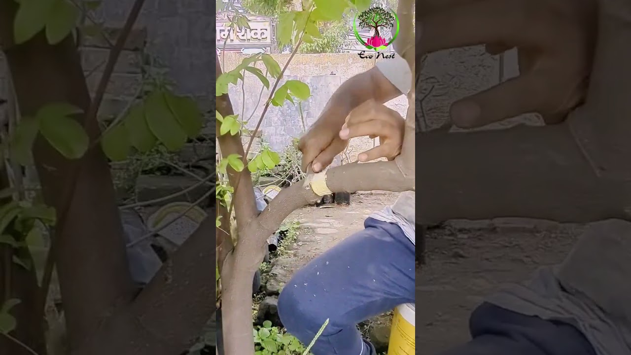 easiest technique for Airlayering thick branches || propagation technique || #airlayering #bonsai
