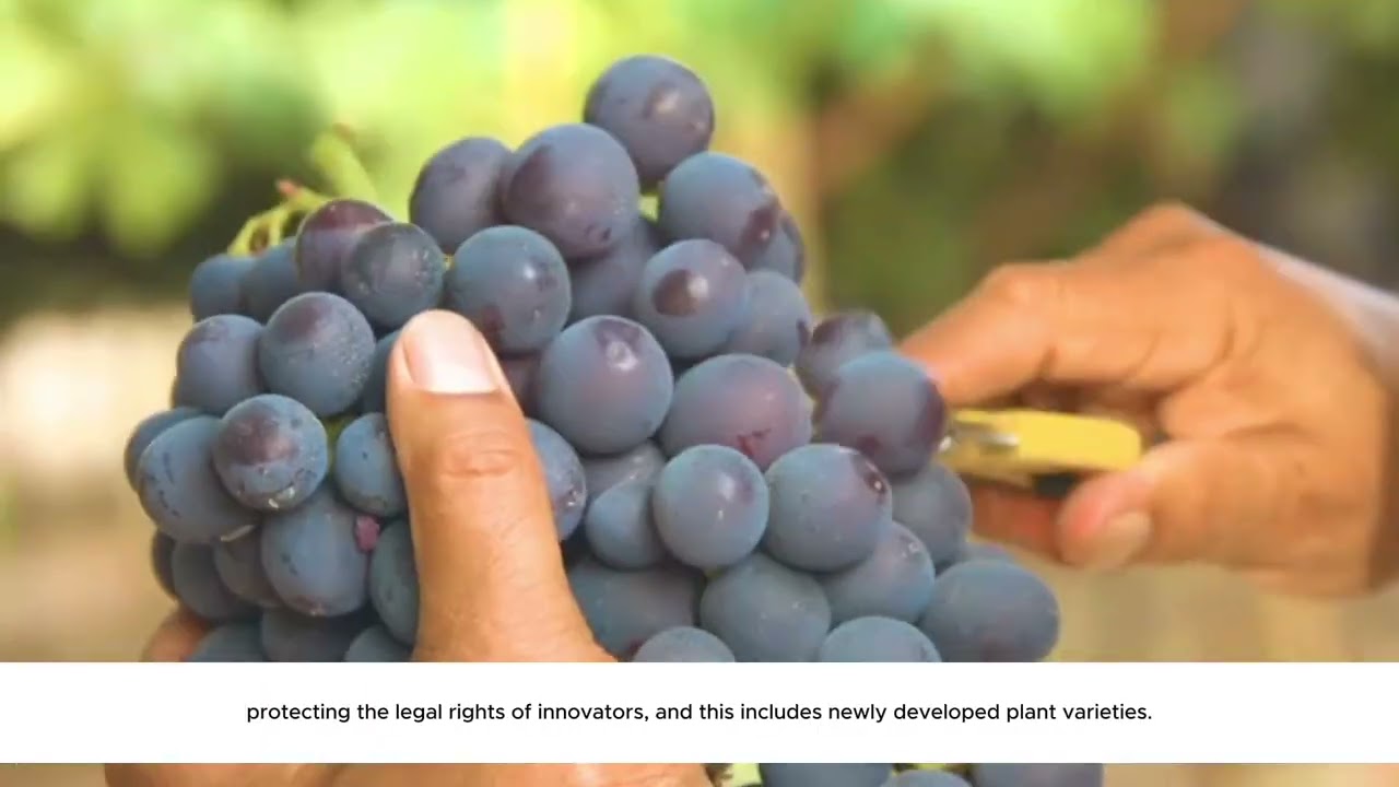 A Sun World message to growers in Egypt