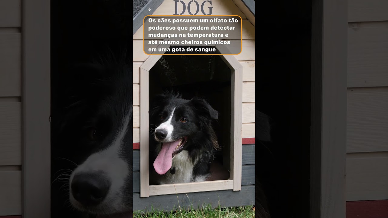 O Incr&iacute;vel Poder do Olfato Canino