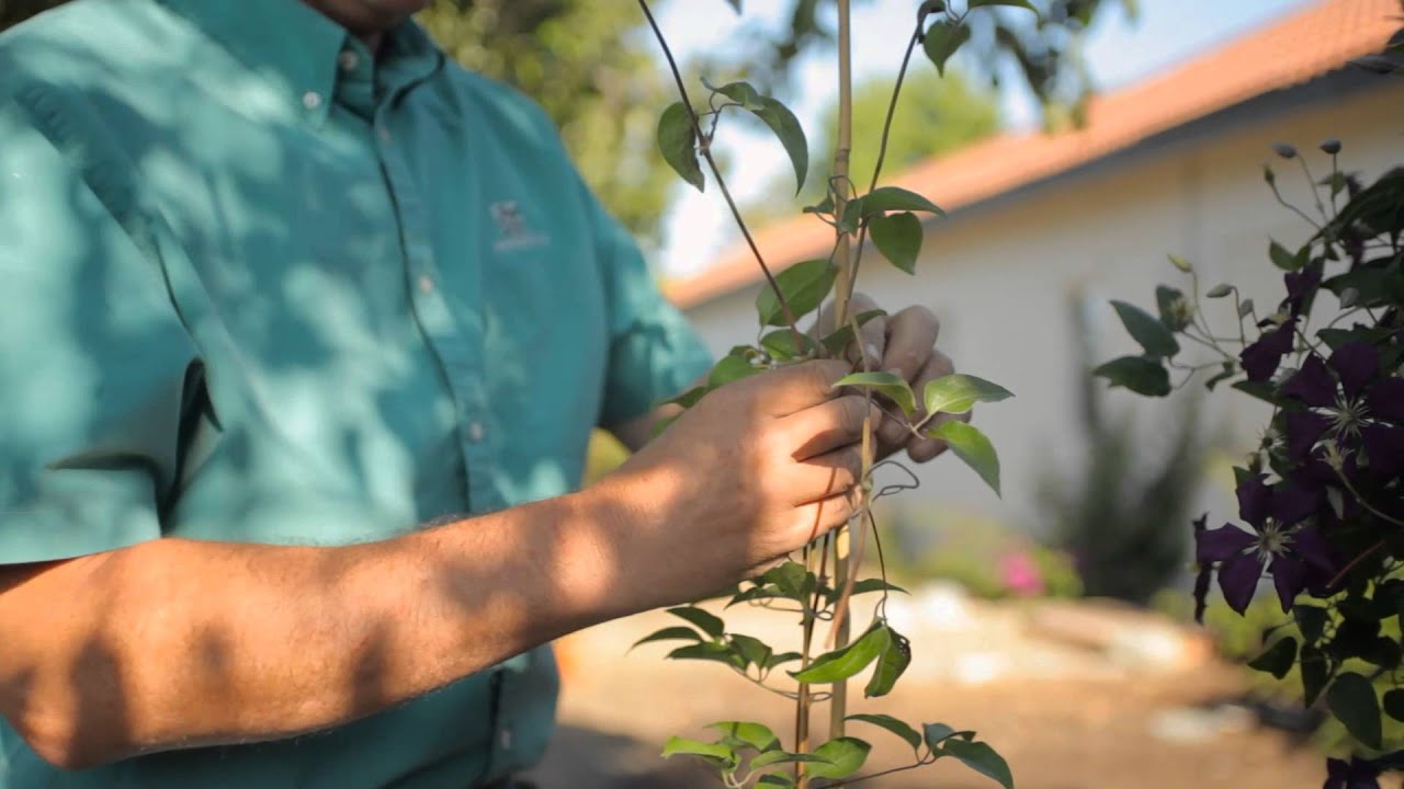 How to Separate Clematis : Garden Savvy