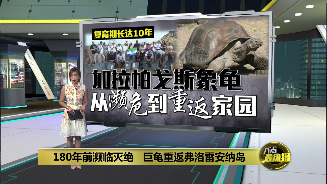 从濒危到到复育成功   加拉帕戈斯象龟重返家园 | 八点最热报 22/02/2026