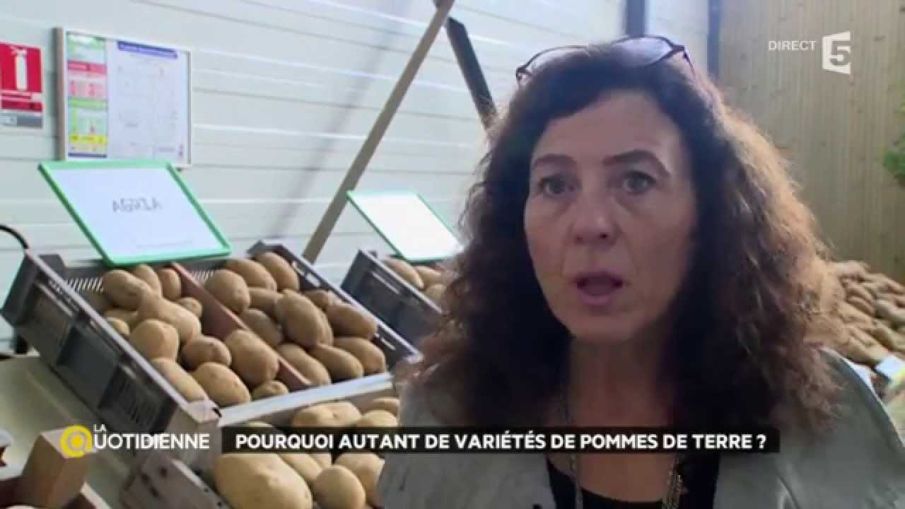 Pourquoi autant de variétés de pommes de terre ?