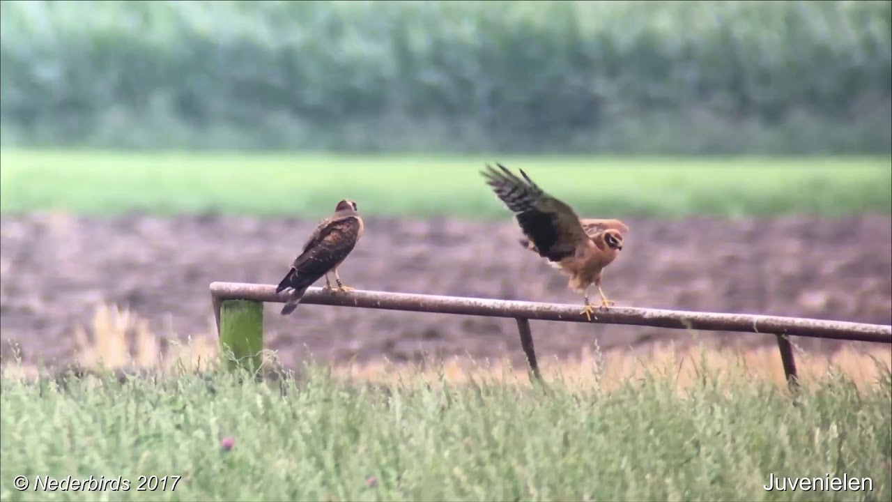 Steppekiekendief / Pallid Harrier / Circus macrourus - first breeding pair in NL