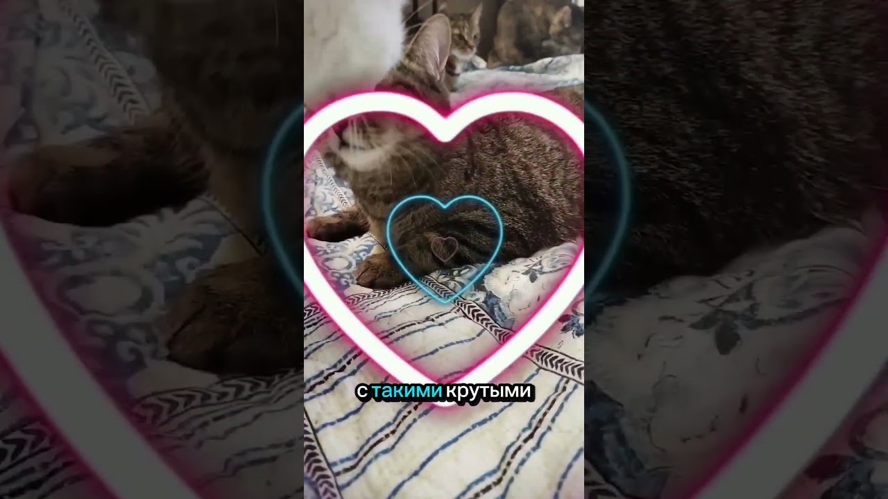 Бонечка а поисках дома: 89263303551 Москва