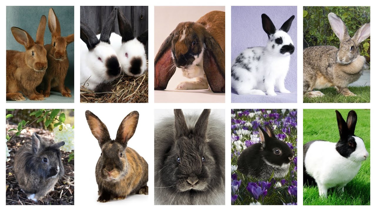 Types of Rabbits - 10 Most Popular Rabbit Breeds