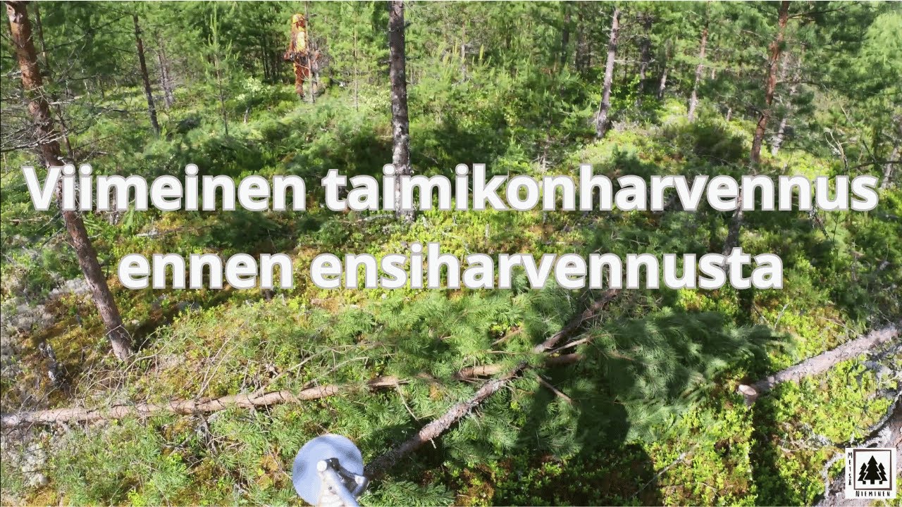 Metsä kasvukuntoon. Varttuneen taimikon harvennus. Viimeinen hoitokerta ennen ensiharvennusta.
