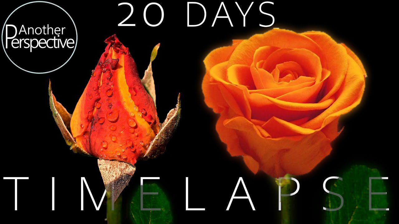Life Cycle of growing Roses Timelapse (20 Days)