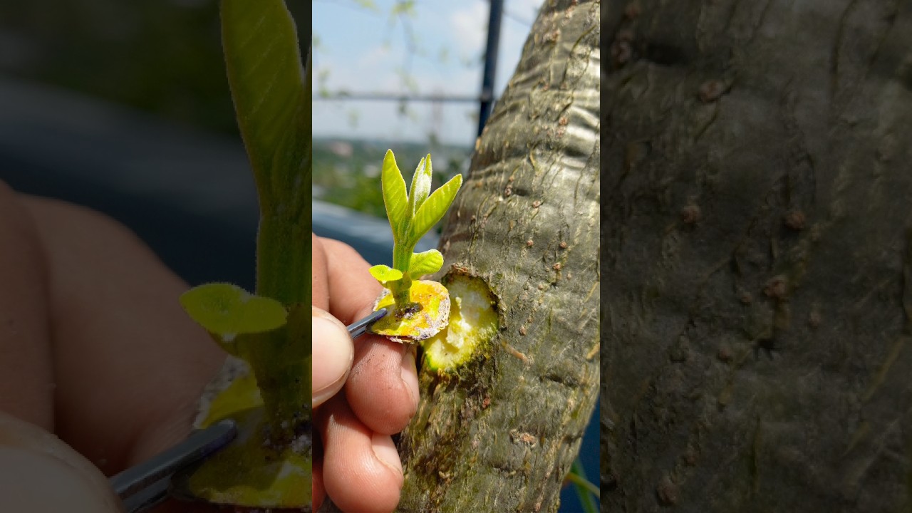 Guava Tree Bud Grafting Technique #gardening #guava #grafting