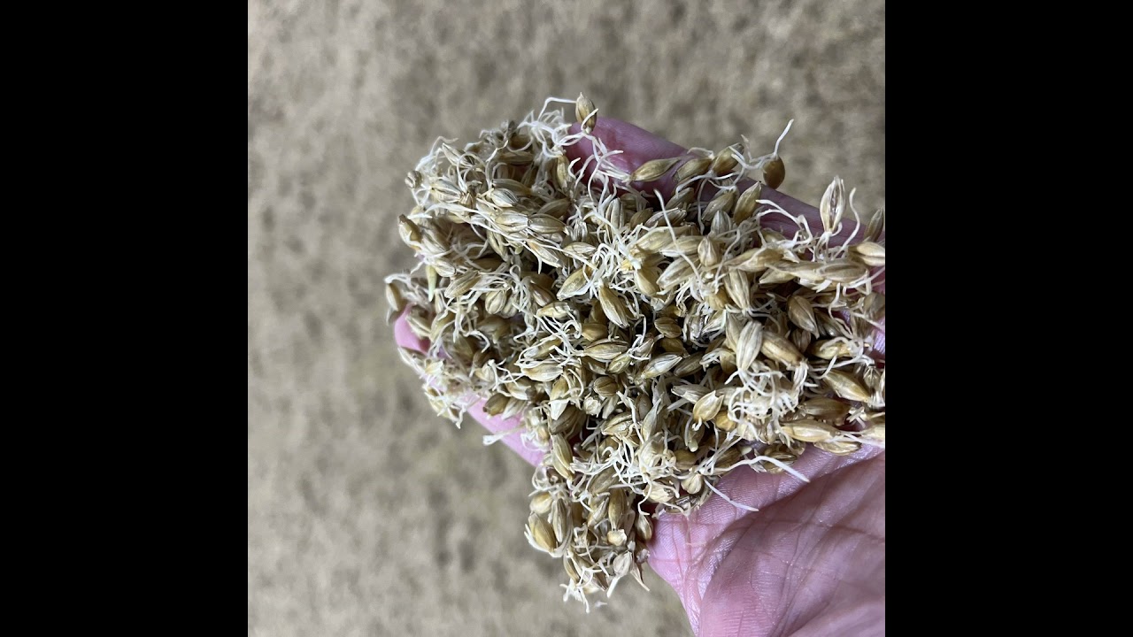 Ep. 201 - Water Chemistry and Malt Production