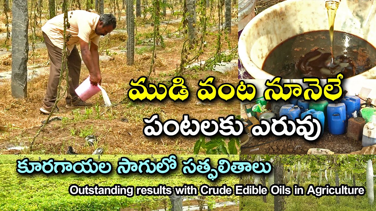ముడి వంటనూనెలే  కూరగాయ పంటలకు ఎరువు||Outstanding results with Crude Oils in Agriculture -కర్షక మిత్ర