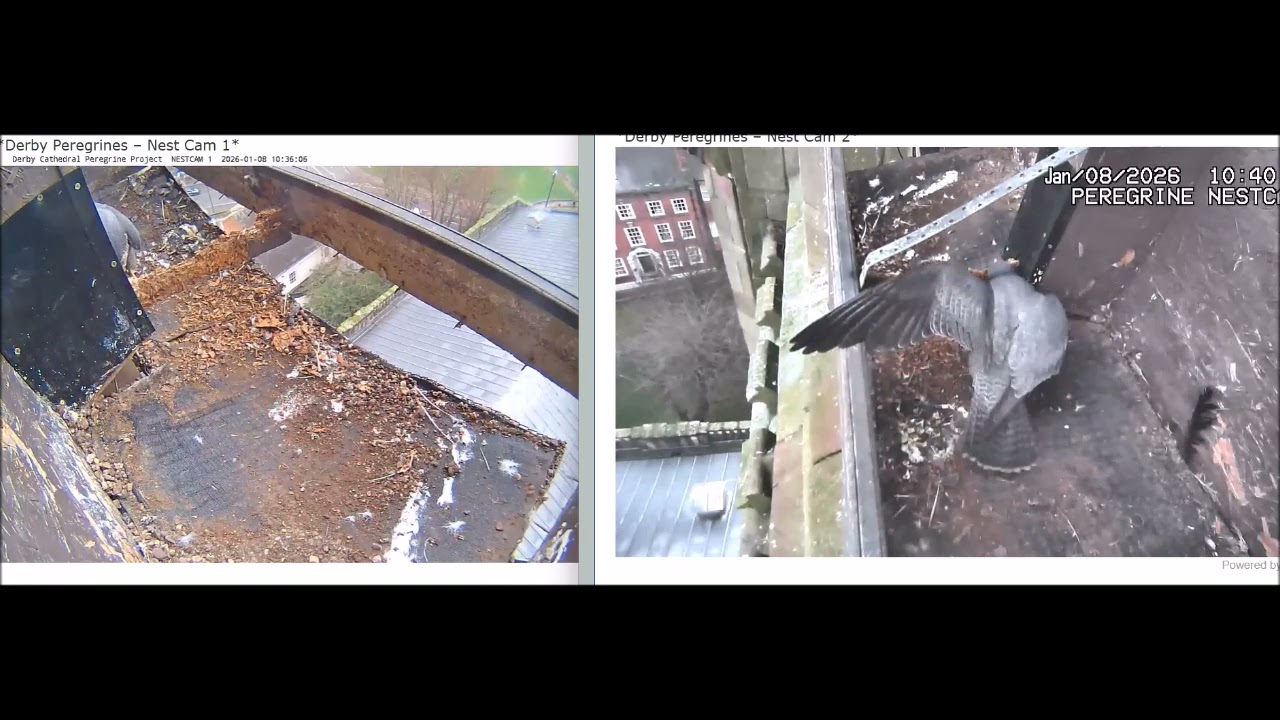 Derby Peregrines Ins & outs plus wood chewing 8th Jan 2026