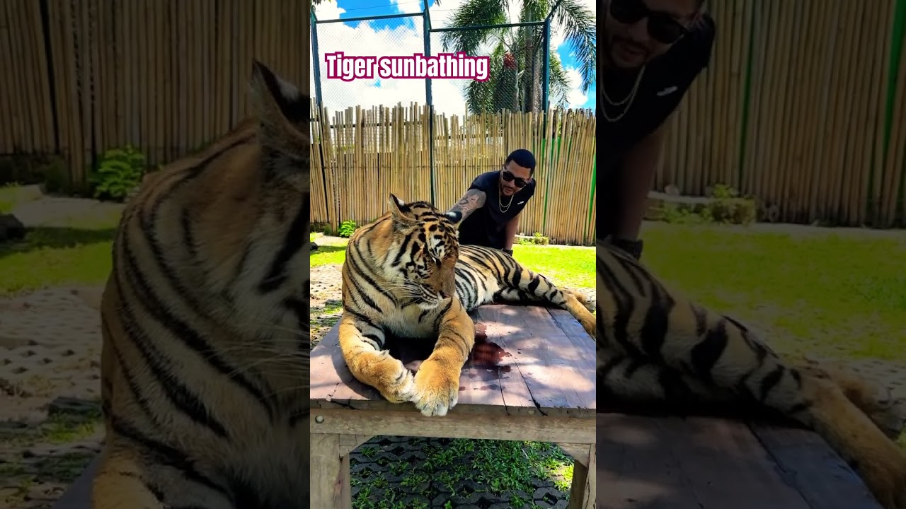 Playing With Sunbathing Tiger! #travel #thailand #tiger #lion #animal #sunbathing #fearless #bigcat